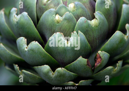 Artischocke regt die Produktion von Gallenflüssigkeit essbare Distel Stockfoto