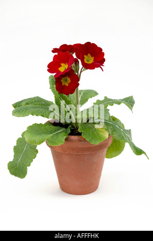 Rote Blüte Primrose in einem Terrakotta-Topf Stockfoto