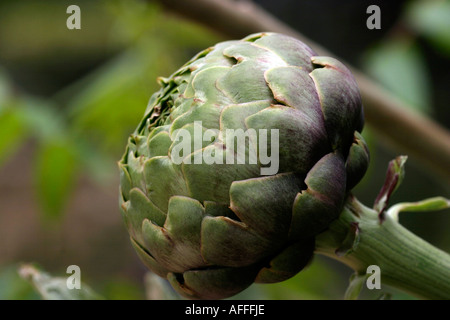 Artischocke regt die Produktion von Gallenflüssigkeit essbare Distel Stockfoto