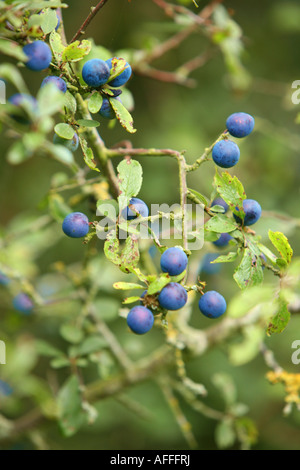 Schlehe Beeren auf den Zweigen der Schlehe Busch häufig benutzt in Sloe Gin und einem schwedischen Suppe Prunus Spinosa-Schlehe Stockfoto