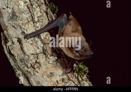 Noctule Bat Stockfoto