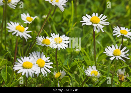 Gänseblümchen. Eyam Hall, Eyam, Derbyshire, Großbritannien. Stockfoto