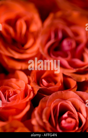 Rosenstrauß orange erschossen von oben um Rahmen zu füllen Stockfoto