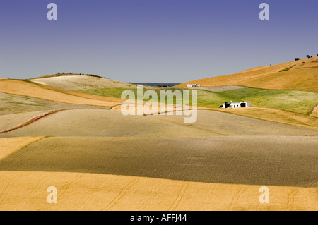 Hügelige Ackerland bei Setenil in der Nähe von Ronda Andalusien Spanien Europa Stockfoto