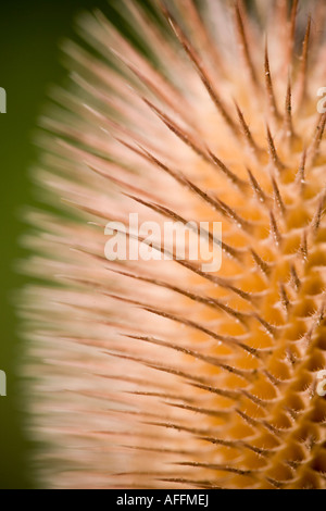 Schuss mit einer gemeinsamen Karde (Dipsacus Sylvestris) schossen in Großbritannien im Herbst hautnah Stockfoto