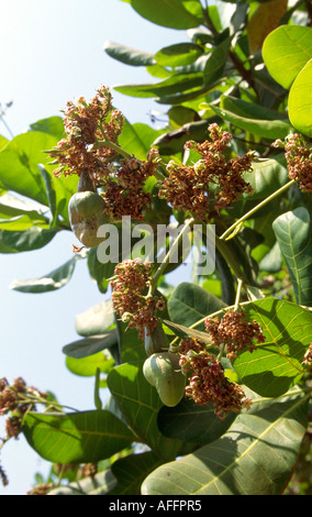 Landwirtschaft-Cashew-Nüssen auf Baum Stockfoto