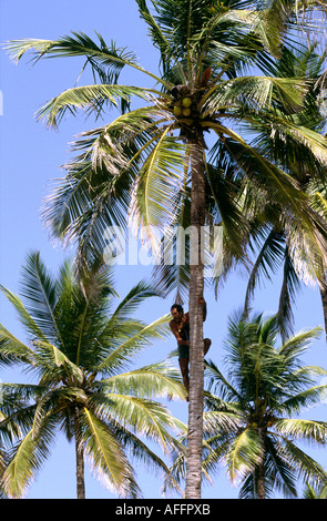 Indien Goa Mandrem in der Nähe von Arambol Toddy Tapper im Baum Stockfoto