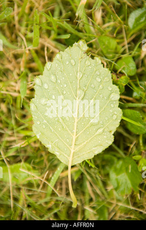 Farbe schließen Sie herauf Bild aus einem einzigen grünen Blatt Verlegung auf dem Rasen Stockfoto