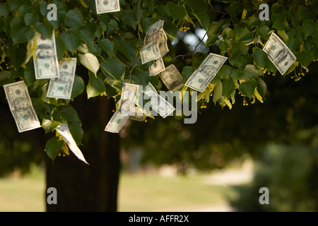 Ein Foto zur Veranschaulichung des Gegenteil von dem Satz Geld Doesn t wachsen auf Bäumen Stockfoto