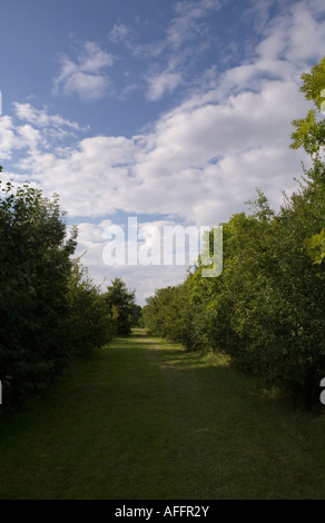 Farbbild aus einer Landschaft Bäume beiderseits aus Bild Grasgrün Gehweg blauen Himmel, englische Landschaft Stockfoto