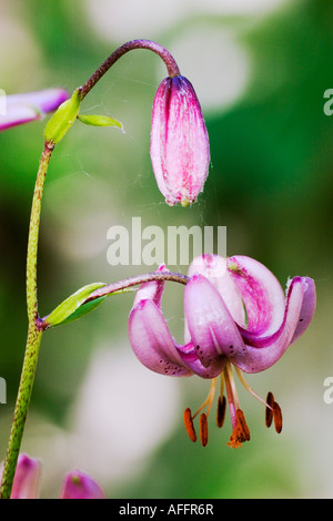 Martagon-Lilie oder gemeinsame Turk Kappe Lilie (Lilium Martagon) blühen und zur Blüte kommen Stockfoto