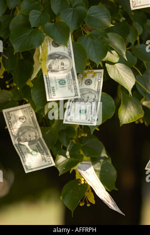 Ein Foto zur Veranschaulichung des Gegenteil von dem Satz Geld Doesn t wachsen auf Bäumen Stockfoto