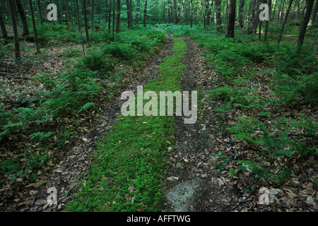 Fernwood trail Rock Island State Park-wisconsin Stockfoto