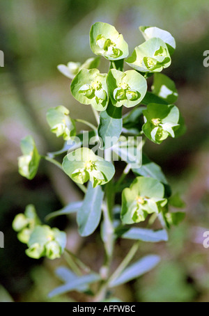 Holz-Wolfsmilch, Euphorbia amygdaloides Stockfoto