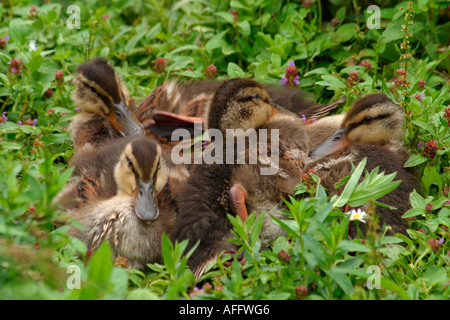 Gruppe von jungen Entenküken Stockente (Anas platyrhynchos) kuschelte sich zusammen im Unterholz Stockfoto