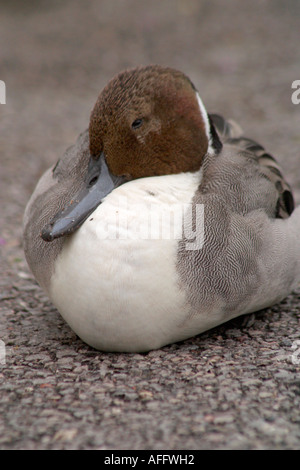 Ein einzelner Mann nach Norden Pintail duck (Anas acuta) auf den Boden Stockfoto