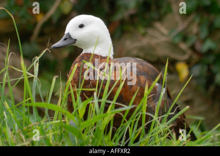 Weibliche Neuseeland Paradies Brandente (Tadorna variegata) ruht auf Gras Stockfoto