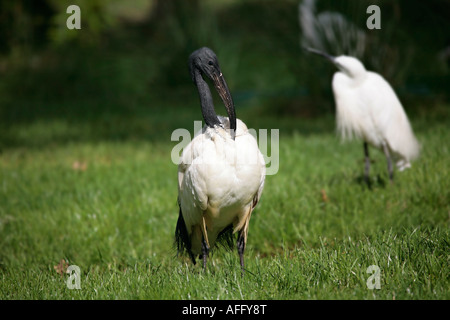 Der afrikanische Heilige Ibis (Threskiornis aethiopicus) mit dem kleinen Reiher im Hintergrund Stockfoto