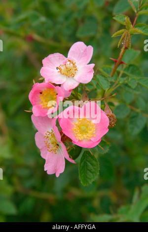 Rosa, Heckenrose (Rosa Canina) in voller Blüte Stockfoto