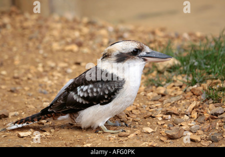 Ein einziger Erwachsener lacht Kookaburra am Boden auf der Nahrungssuche nach Insekten Stockfoto