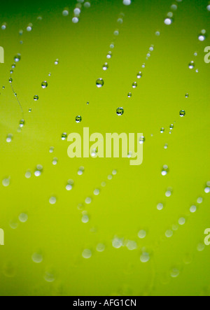 Regentropfen auf einem Spinnennetz vor einem hellen grünen Hintergrund gefangen Stockfoto
