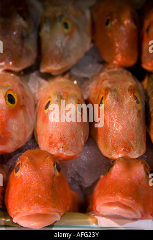 Knurrhahn auf Fischhändler Platte in Oxford bedeckt Markt 3 Stockfoto