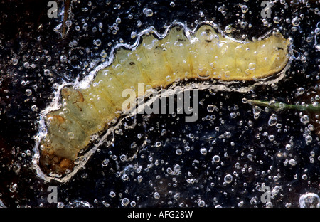 Raupe des großen gelben Underwing eingefroren im Eis einer Pfütze auf der Weide im Winter, Latein: Noctua Pronuba L. Stockfoto