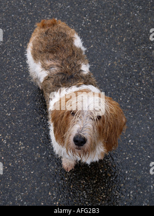 Musst du den Hund laufen, auch wenn es regnet Stockfoto