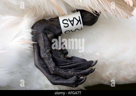 Nahaufnahme von Tag auf Schwimmfuß des Swan River Thames Windsor Berkshire England Stockfoto