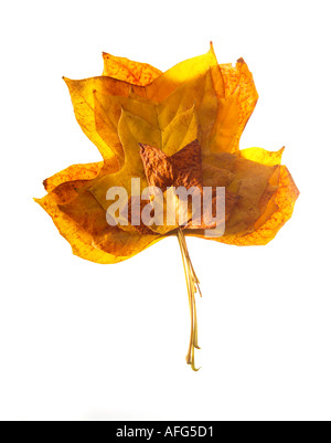 Sortiment von abnehmender Größe Herbst Blätter auf weißem Hintergrund Stockfoto