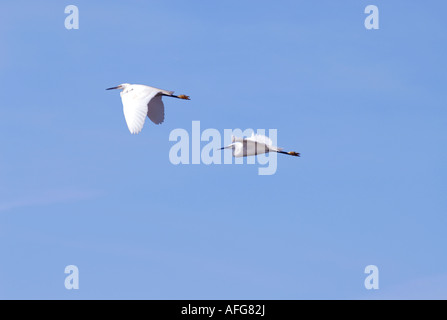 Seidenreiher Stockfoto