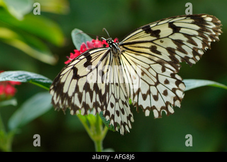 Schmetterling Baumnymphe Malaysia Fütterung auf Blume Stockfoto