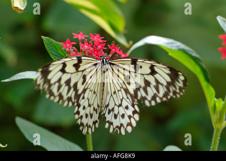 Schmetterling Baumnymphe Malaysia Fütterung auf Blume Stockfoto