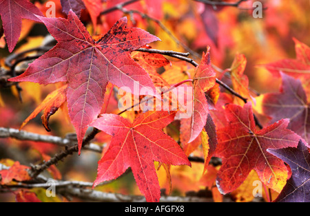 Orange gelb Herbst Herbst Ahornblätter japanischer Ahorn Acer palmatum Stockfoto
