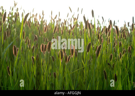 Bereich der italienischen Hirse (Käfig Vogelfutter), Setaria Italica, Indre, Frankreich. Stockfoto