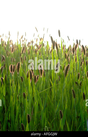 Bereich der italienischen Hirse (Käfig Vogelfutter), Setaria Italica, Indre, Frankreich. Stockfoto