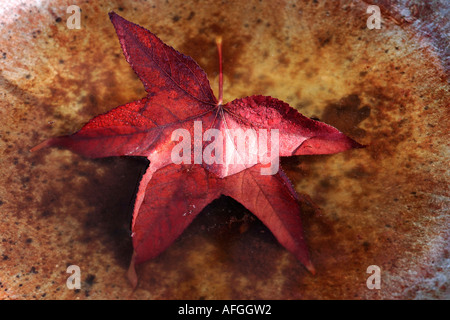 Herbst Blatt im Vogelbad Stockfoto