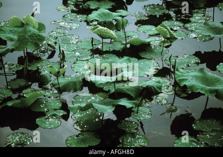Regentropfen bedecken Lotusblätter auf einem See in China Stockfoto
