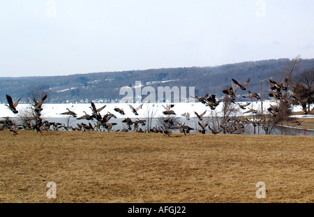 Vögel auf gefrorenen Keuka lake Stockfoto