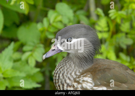 Profil anzeigen von einem erwachsenen weiblichen Mandarinente (Aix galericulata) Stockfoto