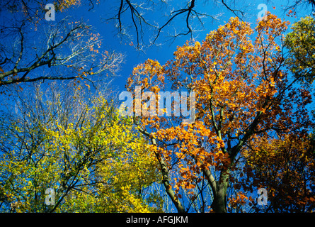 bunten Baumkronen im Herbst mit tiefblauem Himmel von unten gesehen Stockfoto