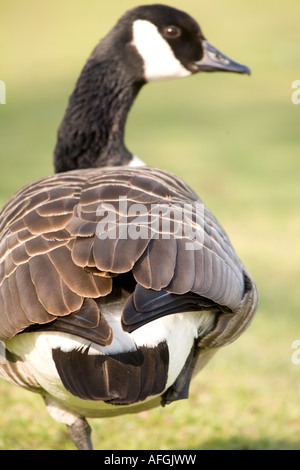 Kanada-Gans stehend auf einem Bein Rooksbury Mühle Andover England Stockfoto