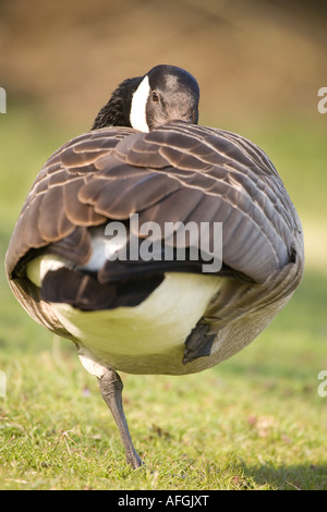 Kanada-Gans stehend auf einem Bein Rooksbury Mühle Andover England Stockfoto