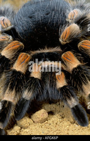 Mexikanische rote Kneed Vogel Essen Spider Brachypelma Smithi gebürtig aus Mexiko gefangen Bristol Zoo Stockfoto