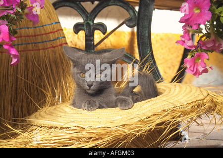 Hauskatze - Kätzchen im Strohhut Stockfoto