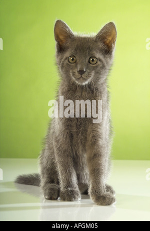 Hauskatze - Kätzchen - sitzen Stockfoto