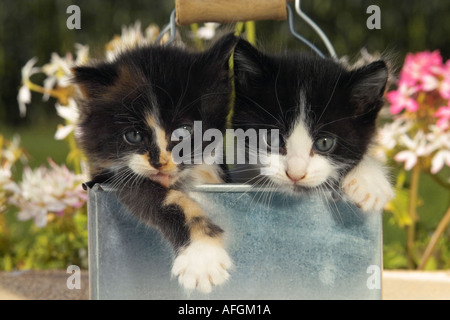 Hauskatze. Zwei tuxedo Kätzchen in der Gießkanne, vor Blumen Stockfoto