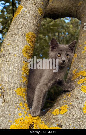 Katze - graues Kätzchen stehend auf Baum Stockfoto