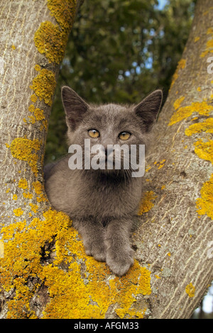 Katze - graues Kätzchen liegend auf Baum Stockfoto