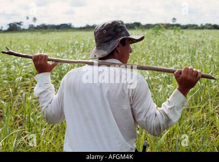 Pampa trekking - Rurrenabaque, Beni, Bolivien Stockfoto